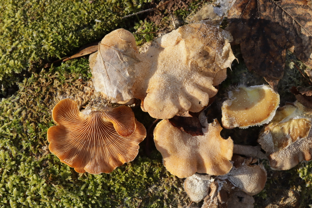 Phyllotopsis nidulans · February 2026 · photo: © bjoerns (iNaturalist, cc-by)
