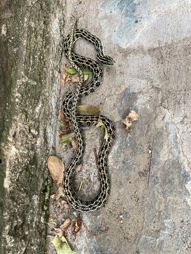 Gunther's Striped Snake