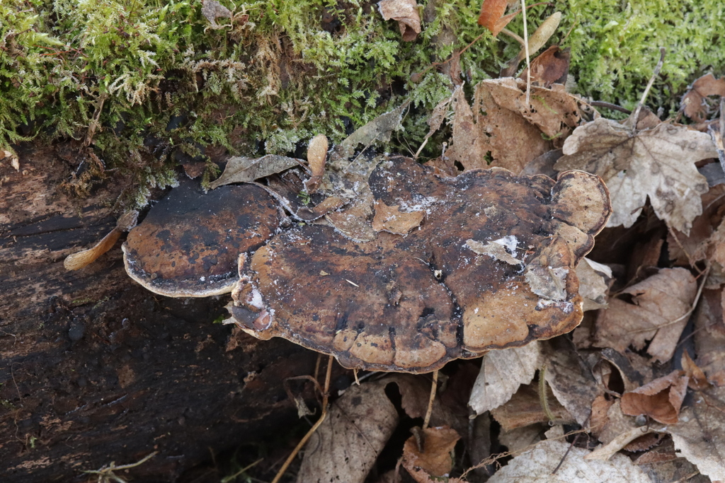 Ischnoderma resinosum · February 2026 · photo: © bjoerns (iNaturalist, cc-by)