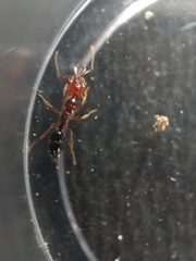 Anochetus rectangularis