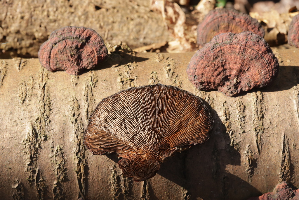 Daedaleopsis confragosa tricolor · February 2026 · photo: © bjoerns (iNaturalist, cc-by)
