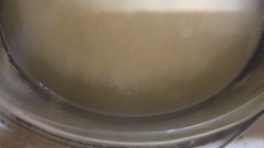 Saccharomyces cerevisiae