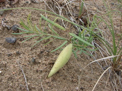 Vincetoxicum sibiricum