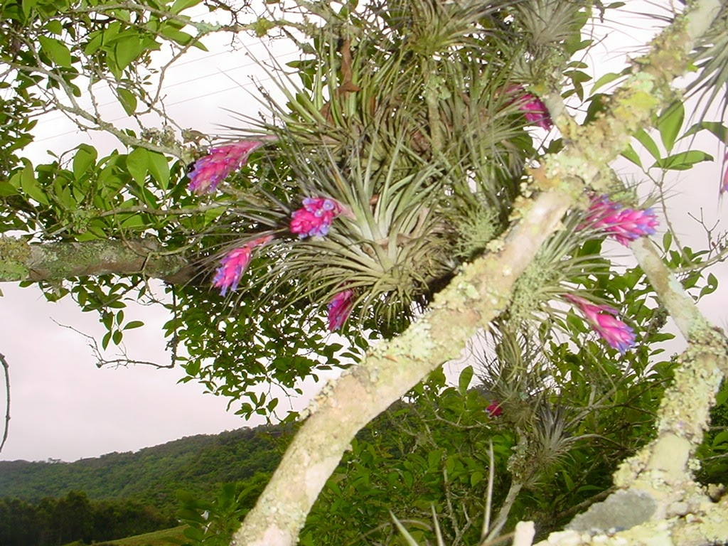 Tillandsia stricta