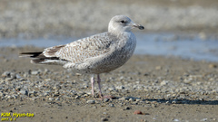 Larus argentatus vegae