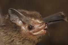 Balantiopteryx io