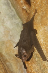 Balantiopteryx io