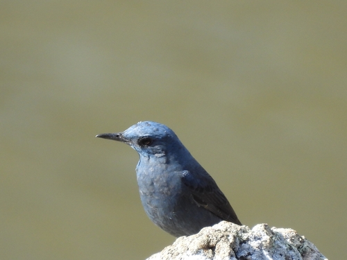 Roquero solitario (Monticola solitarius)