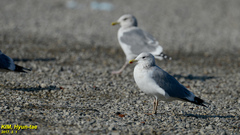 Larus argentatus vegae