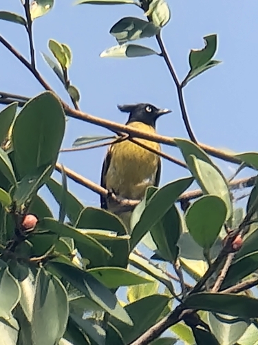 Black-crested Bulbul