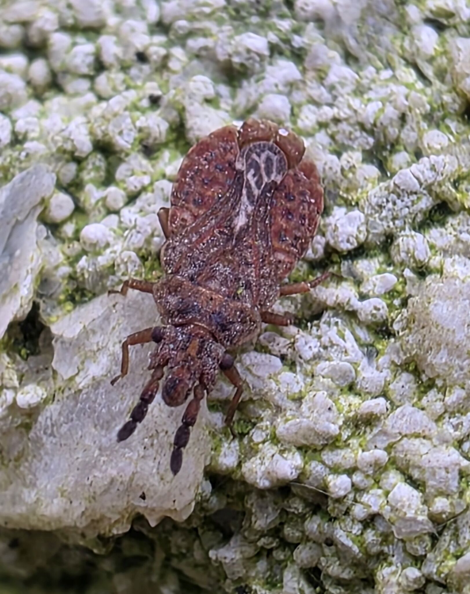 Aradus cinnamomeus