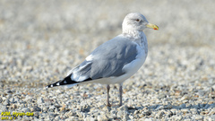 Larus argentatus vegae