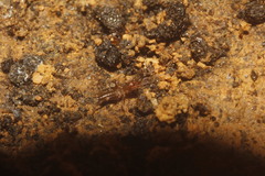 Stenochrus pecki