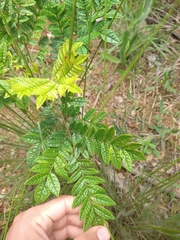 Jacaranda caroba