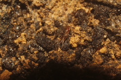 Stenochrus pecki