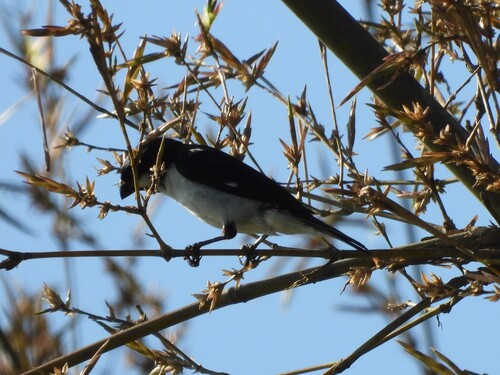 Lined Seedeater (Sporophila lineola), photo 5