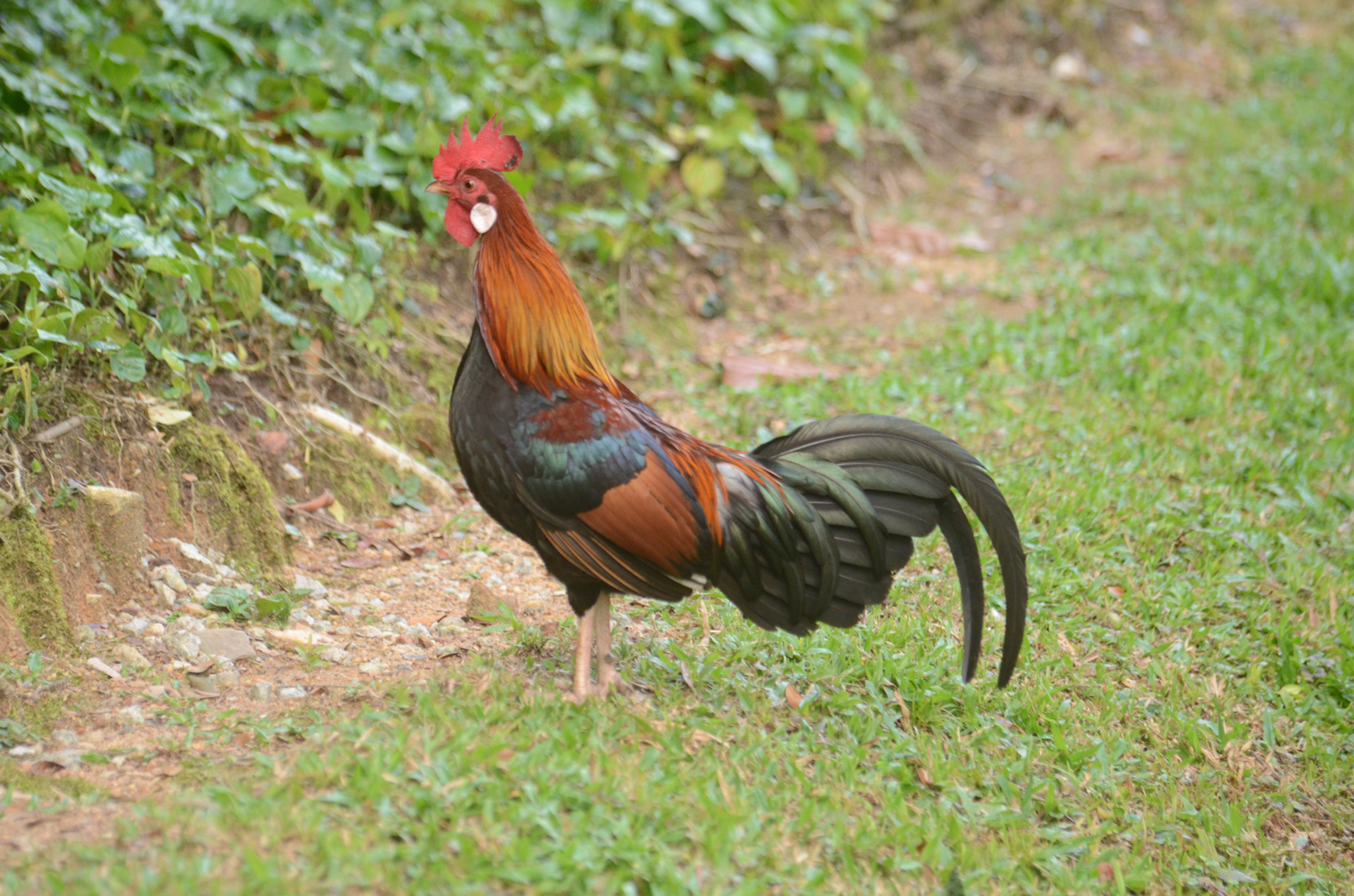 Gallus gallus f. domestica