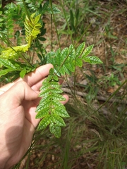Jacaranda caroba
