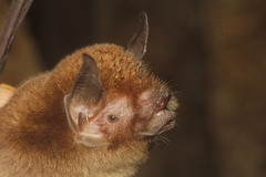 Pteronotus fulvus