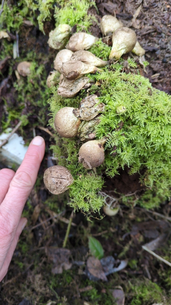 Apioperdon pyriforme · February 2026 · photo: © harrisont71 (iNaturalist, cc0)