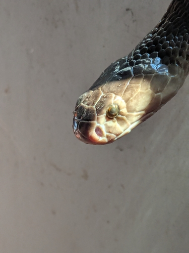 Monocled Cobra