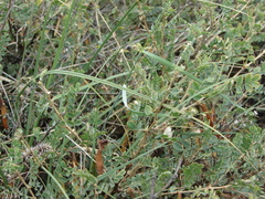 Caragana buriatica
