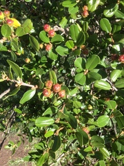 Ceanothus megacarpus insularis