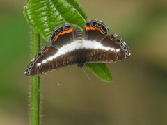 Nymphidium lisimon