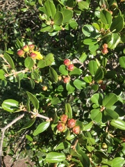Ceanothus megacarpus insularis