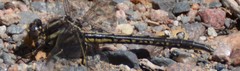 Phanogomphus lividus