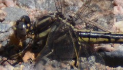Phanogomphus lividus