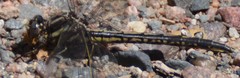Phanogomphus lividus