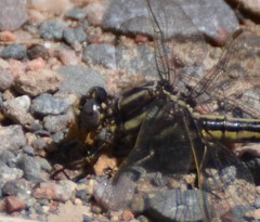 Phanogomphus lividus
