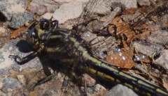 Phanogomphus spicatus
