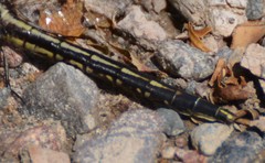 Phanogomphus spicatus