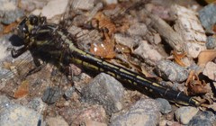 Phanogomphus spicatus