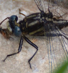 Phanogomphus spicatus