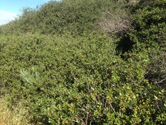 Ceanothus megacarpus insularis