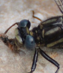 Phanogomphus spicatus