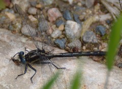 Phanogomphus spicatus