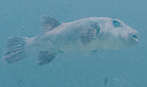 Arothron stellatus