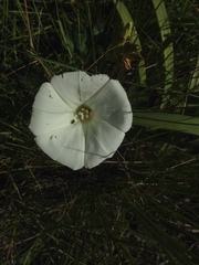 Calystegia macrostegia macrostegia