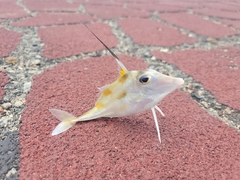 Long-Tail Tripodfish photo 2