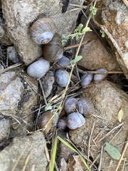 Xerarionta intercisa