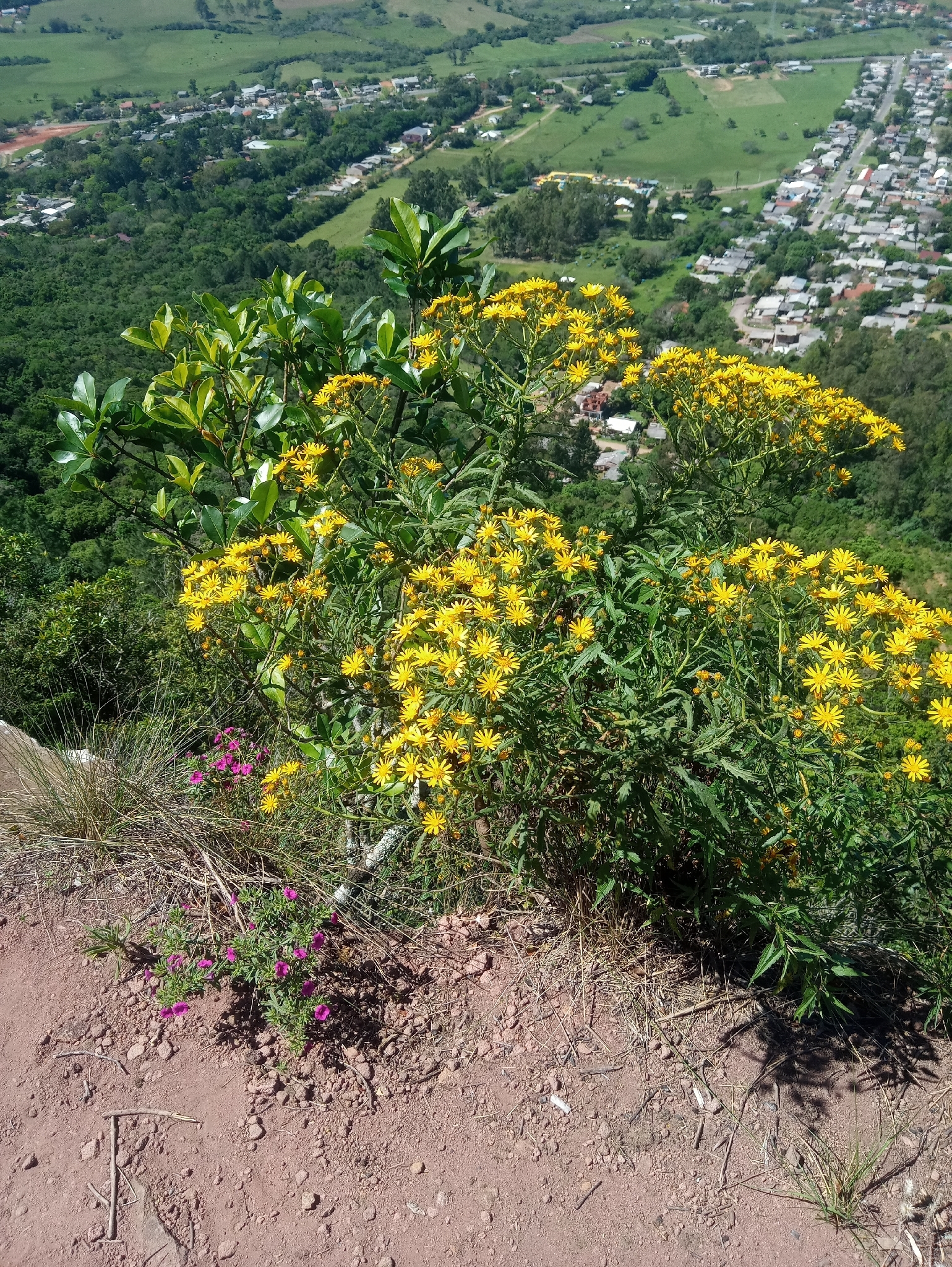 Senecio heterotrichius