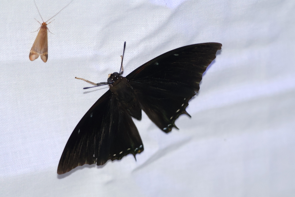 Charaxes virilis