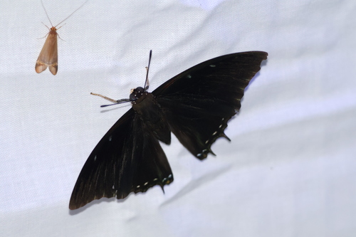 Charaxes virilis