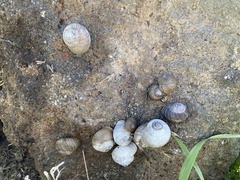 Xerarionta intercisa