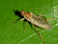 Australoberis refugians