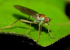 Australoberis refugians